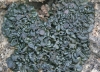 Collema tenax (Swartz.) Ach.