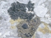Collema undulatum Laurer ex Flot. var. granulosum Degel (1954)