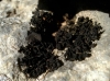 Collema cristatum Collema cristatum