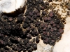 Collema multipartitum Sm. Collema multipartitum Sm.