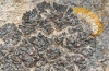 Collema polycarpon Hoffm. Collema polycarpon Hoffm.