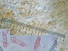 Collema polycarpon Hoffm.