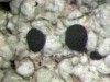 Dactylospora parasitica