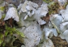 Dermatocarpon miniatum (L.) W.Mann