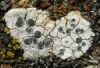Diplotomma sp. Diplotomma sp.