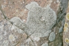 Dirina massiliensis f. sorediata (Mll. Arg.) Tehler