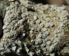 Dirina ceratoniae (Ach.) Fr.