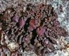 Collema conglomeratum Collema conglomeratum