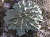 Flavoparmelia soredians Flavoparmelia soredians