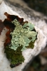 Flavoparmelia sp. y Parmelia s.l. Flavoparmelia sp. y Parmelia s.l.
