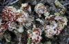 Fulgensia fulgens