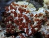 Fulgensia fulgens 2/2