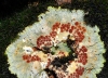 Fulgensia fulgida (Nyl.) Szatala