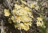 Fulgensia cf. fulgens (Swartz.) Elenkin