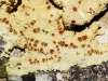 Fulgensia sp. Fulgensia sp.