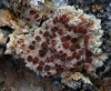 Fulgensia sp.