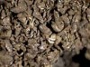 Heteroplacidium imbricatum Heteroplacidium imbricatum