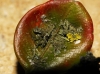 Hyperphyscia adglutinata (Flrke) Mayrh & Poelt