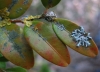 Hyperphyscia adglutinata, Physcia tenella, Xanthoria parietina Hyperphyscia adglutinata, Physcia tenella, Xanthoria parietina