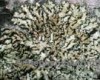 Hypogymnia bitteri Hypogymnia bitteri