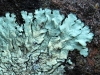 Hypogymnia farinacea Hypogymnia farinacea