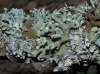 Hypogymnia tubulosa (Schaerer) Hav.