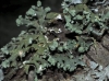 Hypogymnia tubulosa (Schaerer) Hav.