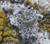 Lecanora albescens Lecanora albescens