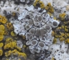 Lecanora albescens