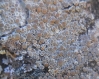 Lecanora allophana Nyl. Lecanora allophana Nyl.