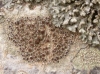 Lecanora argentata (Ach.) Malme y Physcia adscendens (Fr.) Oliv.