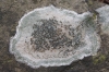 Lecanora campestris (Schaerer) Hue