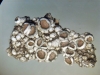 Lecanora cenisia Ach. Lecanora cenisia Ach.