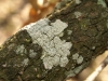 Lecanora conizaeoides Nyl. ex Crombie Lecanora conizaeoides Nyl. ex Crombie