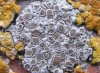 Lecanora dispersa Lecanora dispersa