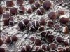 Lecanora glabrata Lecanora glabrata