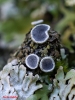 Lecanora hageni (Ach.) Ach.