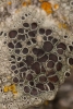 Lecanora horiza (Ach.) Linds.