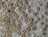 Lecanora hybocarpa Lecanora hybocarpa
