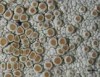 Lecanora hybocarpa