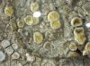 Lecanora leptyrodes