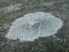 Lecanora pulicaris (Pers.) Ach. y Lecanora dispersa (L.) Sommerf.