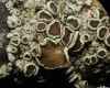 Lecanora rugosella Lecanora rugosella