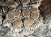 Lecanora salicicola Lecanora salicicola