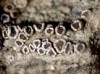 Lecanora sambuci Lecanora sambuci