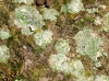 Lecanora sulphurea (Hoffm.) Ach.