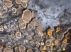 Lecanora umbrina Lecanora umbrina