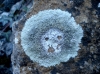 Lecanora aff. muralis (Schreb.) Rabenh.