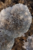 Lecanora aff. muralis
