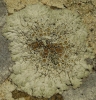 Lecanora muralis (Schreb.) Rabenh.
